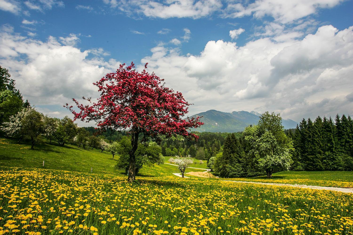 Goldenfields Apartment Kranj Dış mekan fotoğraf